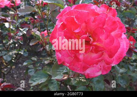 Rosa ‘Colorific’ (rosa floribunda) rosa Colorific – pesca doppia, corallo, salmone e fiori rosa intenso, giugno, Inghilterra, Regno Unito Foto Stock