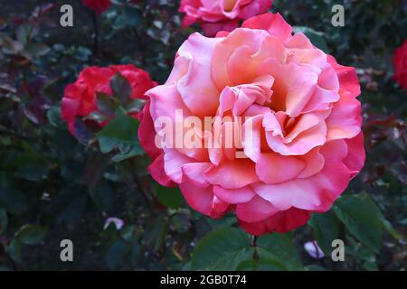 Rosa ‘Colorific’ (rosa floribunda) rosa Colorific – pesca doppia, corallo, salmone e fiori rosa intenso, giugno, Inghilterra, Regno Unito Foto Stock