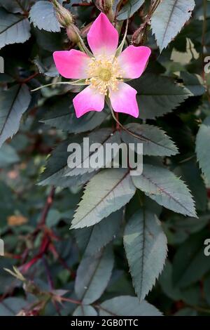 Rosa glauca (specie rosa) rosa lievitata rossa – fiori rosa profondi singoli piccoli con centro bianco e foglie verdi grigie, giugno, Inghilterra, Regno Unito Foto Stock