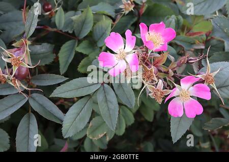 Rosa glauca (specie rosa) rosa lievitata rossa – fiori rosa profondi singoli piccoli con centro bianco e foglie verdi grigie, giugno, Inghilterra, Regno Unito Foto Stock