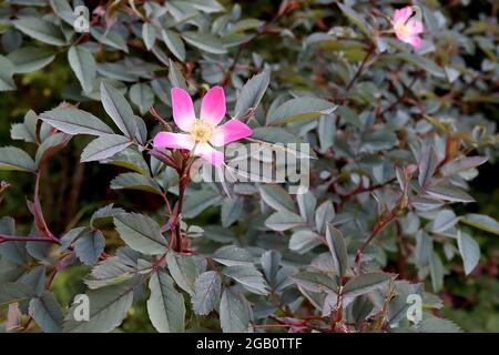 Rosa glauca (specie rosa) rosa lievitata rossa – fiori rosa profondi singoli piccoli con centro bianco e foglie verdi grigie, giugno, Inghilterra, Regno Unito Foto Stock