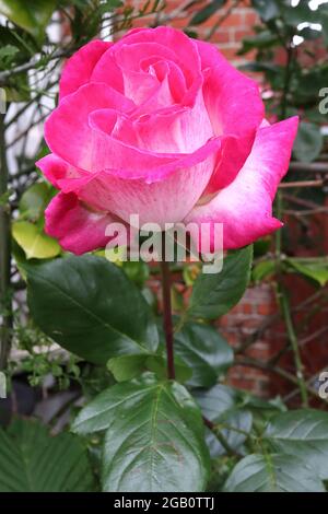 Rosa ‘Handel’ (rosa rampicante) Handel – semi-doppio fiore bianco con ampi margini rosa, giugno, Inghilterra, Regno Unito Foto Stock