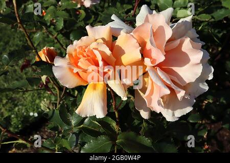 Rosa ‘Just Joey’ (rosa del tè ibrido) rosa Just Joey – semi-doppia albicocca e fiori di pesca, giugno, Inghilterra, Regno Unito Foto Stock