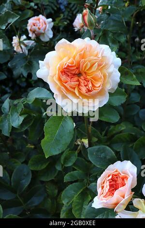 Rosa ‘Port Sunlight’ (rosa inglese) rosa Porto Sunlight – petali esterni bianchi, petali interni di albicocca, completamente doppi, giugno, Inghilterra, REGNO UNITO Foto Stock