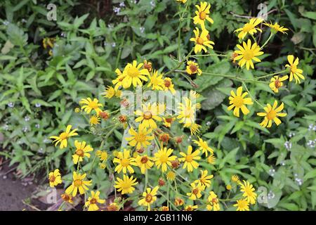 Senecio aurea / Packera aureus Golden ragwart – fiori gialli daisy-like su steli a straripamento, giugno, Inghilterra, Regno Unito Foto Stock