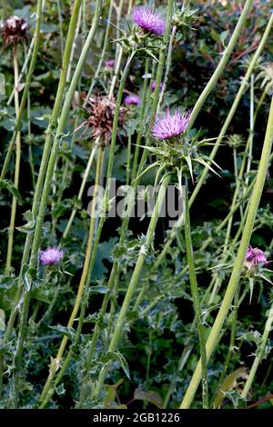 Silybum marianum Milk Thistle – fiori viola e malva circondati da bratte verdi spinose, foglie spiritose verdi grigie, giugno, Inghilterra, Regno Unito Foto Stock