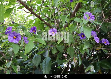 Solanum laciniatum kangaroo mela – fiori viola chiaro con vene viola a forma di stella e centro giallo, giugno, Inghilterra, Regno Unito Foto Stock