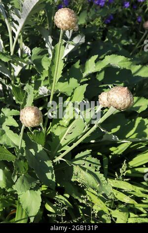 Stemmacantha centauroides Centaurea Pulchra Major – grandi aiuole fiorite con bracche a diamante lucido, giugno, Inghilterra, Regno Unito Foto Stock