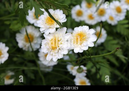 Tanacetum parthenium ‘DDouble White’ feverfew Bonnet bianco – fiori e foglie di piume simili al crisantemo, giugno, Inghilterra, Regno Unito Foto Stock