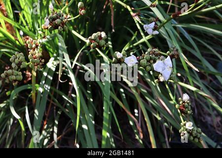 Tradescantia andersoniana ‘Innocenza’ Giglio Spider – fiori bianchi con stampa bianca e foglie lineari, giugno, Inghilterra, Regno Unito Foto Stock