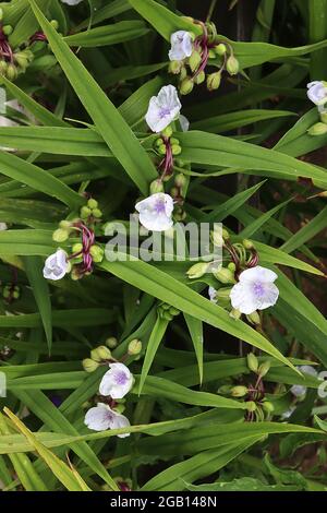 Tradescantia ‘Osprey’ Spider Lily Osprey – fiori croccanti pallidi malva con soffici colori violacei, giugno, Inghilterra, Regno Unito Foto Stock