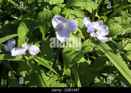 Tradescantia ‘Osprey’ Spider Lily Osprey – fiori croccanti pallidi malva con soffici colori violacei, giugno, Inghilterra, Regno Unito Foto Stock