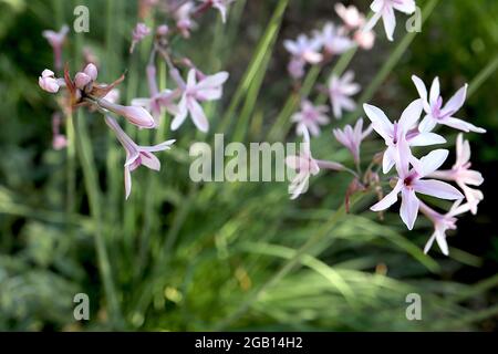 Tulbaghia violacea Society aglio – fiori bianchi tubolari a forma di stella con midbar viola, giugno, Inghilterra, Regno Unito Foto Stock