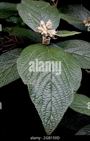 Viburnum x rytidophylloides ‘Alleghany’ SOLO BOCCIOLI DI FIORI Viburnum Alleghany – grappolo di boccioli di fiori di crema di furry e foglie di ovate rugose, giugno, Foto Stock