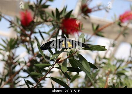 Primo piano di una Troides helena nera e gialla, farfalla comune di uccelli, su un arbusto Bottlebrush con uno sfondo sfocato Foto Stock