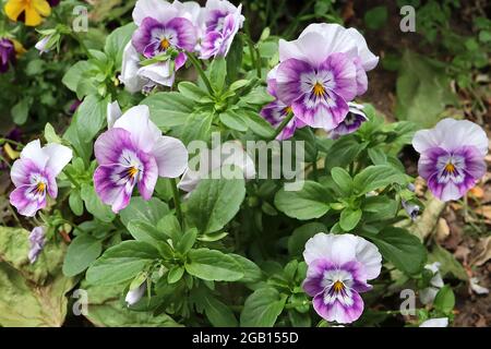 Viola cornuta ‘Sorbet Pink Halo Pansy Pink Halo – fiori viola con blotch bianco, centro giallo, whisker viola e petali posteriori bianchi, giugno, Foto Stock