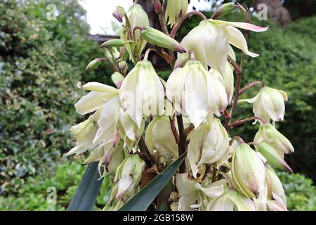 Palma ad ago Yucca filamentosa – punte torreggianti grandi fiori a forma di campana sulla cima di foglie a forma di spada, giugno, Inghilterra, Regno Unito Foto Stock