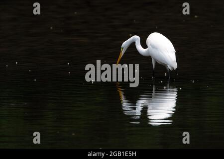 Un adulto Great Egret pesca in uno stagno nel sud-ovest dell'Ontario, Canada. Un riflesso nell'acqua è evidente. Foto Stock