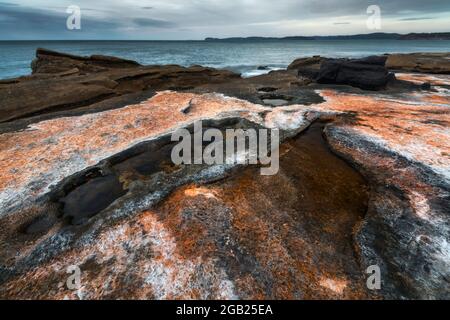 alghe secche sulle rocce lungo la costa Foto Stock