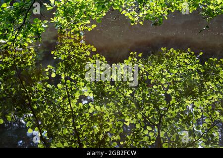 riflesso estivo di foglie di faggio verde brillante in acqua giorno di sole nella foresta idilliaca Foto Stock