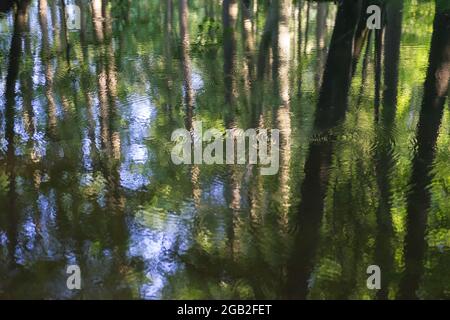 riflesso di tronchi d'albero in acqua tranquilla scena nella foresta idilliaca Foto Stock