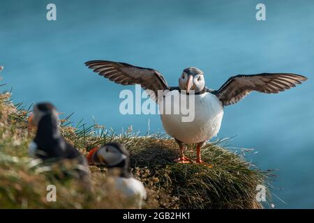 Carino puffin dall'islanda in una giornata di sole che inizia ad alciare le ali e iniziare a volare. Verticale frontale Foto Stock