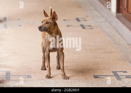 Occhi di cane marrone thailandese che guardano a qualcosa in strada Foto Stock