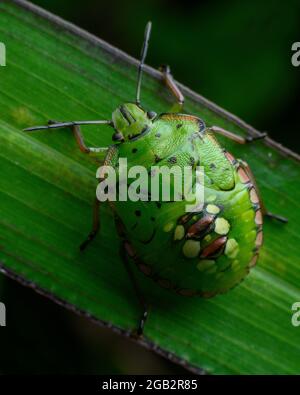 Nezara viridula, comunemente noto come il bug verde del sud della pista di pattinaggio, il bug verde del sud della protezione o il bug verde della verdura Foto Stock