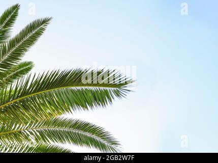 Palm lascia sullo sfondo il cielo blu. Concetto di vacanza e viaggio. Foto Stock