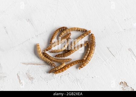 proteina dei mealworms per l'alimentazione del criceto Foto Stock