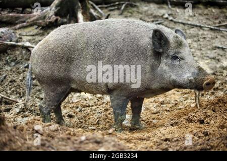 Cinghiale, sus scrofa nella foresta Foto Stock