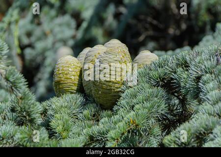 Coni di cedro verde con gocce di resina. Primo piano Foto Stock