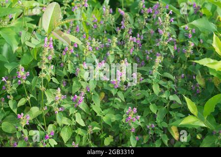 Galeopsis tetrahit, comune canapa-ortica fiori primo piano in prato Foto Stock