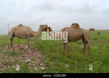 Cammello a sud di Oman, Salalah. Medio Oriente Foto Stock