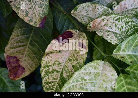 Marrone e giallo danno da antracnosio sulla foglia verde di robusta pianta del caffè albero, malattie delle piante che danneggiano l'agricoltura Foto Stock