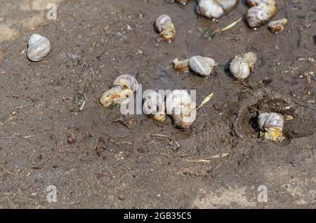 Lumache d'uva morte su terreno umido. Molluschi morti giacenti nel fango dopo un pesante defunto. Una mosca striscia sui corpi decomponenti delle lumache. Foto Stock