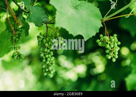 Grappolo di uve verdi non mature in vigna, viticoltura, focalizzazione soft selective. Foto Stock