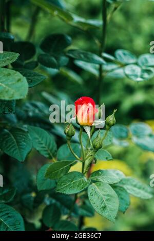 La rosa cinese, conosciuta come la rosa bengala, o rosa lampone. Rosa chinensis, è un bel fiore arancione e giallo trovato nel giardino. Soft-in Foto Stock