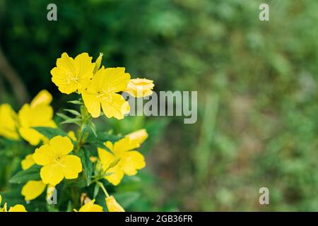 Un cespuglio di bella enotera gialla frutticosa fiori. Messa a fuoco selettiva morbida. Foto Stock