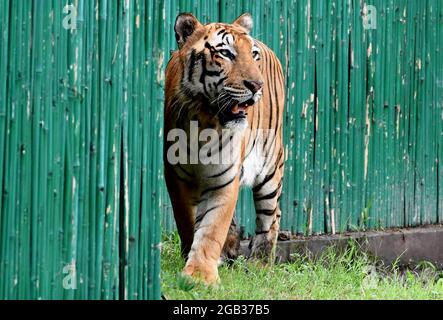 Nuova Delhi. 1 agosto 2021. Foto scattata il 1 agosto 2021 mostra una tigre reale del Bengala allo Zoo di Delhi in India. Lo zoo di Delhi è stato riaperto al pubblico e ha fornito un servizio di prenotazione di biglietti online ai visitatori. Credit: Parta Sarkar/Xinhua/Alamy Live News Foto Stock