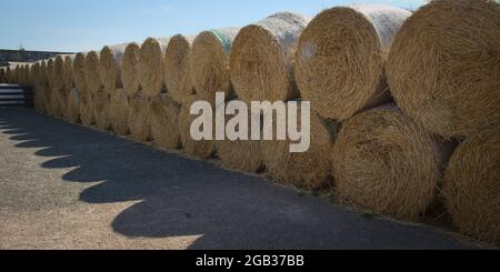 Lunga fila di rotoli di paglia intrecciata sul cortile della fattoria in giornata di sole Foto Stock