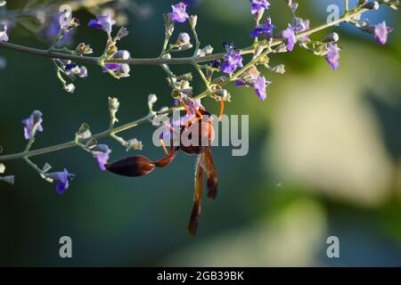 carta da parati wasp su fiore rosa, natura insetto vita animale primavera ladybug sfondo Foto Stock