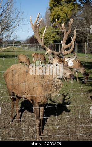 Cervi rossi puntano su un allevamento di cervi in Nuova Zelanda. Foto Stock