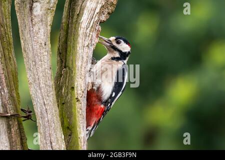 Un ottimo picchetto in legno alla ricerca di cibo su un vecchio palo di legno a norfolk Foto Stock