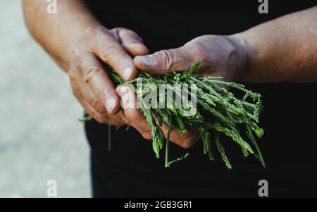 Primo piano di una donna anziana che tiene freschi asparagi selvatici crudi provenienti dalla campagna. Foto Stock