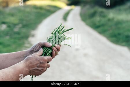 Primo piano di una donna anziana che tiene freschi asparagi selvatici crudi provenienti dalla campagna. Foto Stock