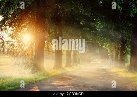 strada con alberi vecchi in una mattina foggy Foto Stock