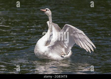 Swan sul Tamigi Foto Stock