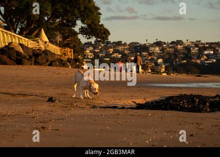 Un cane bianco ha trovato un pesce alla spiaggia di Milford con persone fuori fuoco che camminano sullo sfondo, foto scattata durante l'ora d'oro, Auckland. Foto Stock