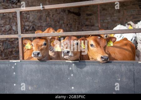 vitelli in jersey Foto Stock